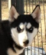 Siberian Husky Puppy for sale in SHAWNEE, OK, USA