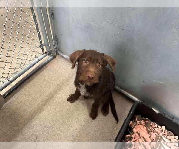 Medium Photo #2 Wirehaired lab Puppy For Sale in San Diego, CA, USA