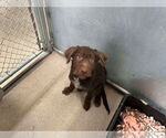 Small #1 Wirehaired lab