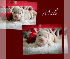 Medium American Bully