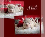 Small Photo #1 American Bully Puppy For Sale in DICKINSON, TX, USA