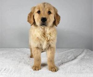 Golden Retriever Puppy for sale in FRANKLIN, IN, USA