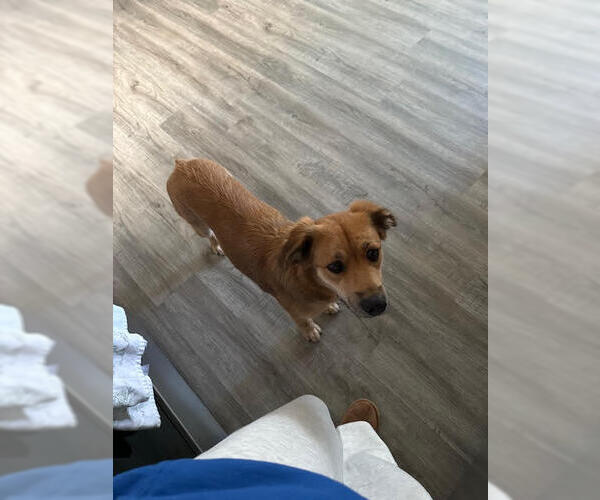 Medium Photo #3 Mutt Puppy For Sale in Evansville, IN, USA