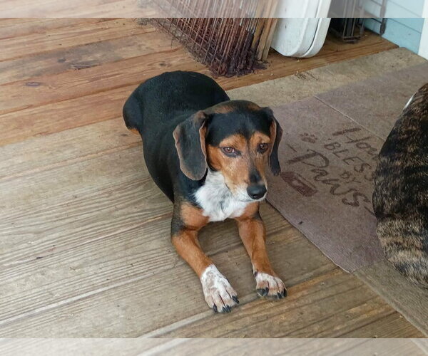 Medium Photo #1 Beagle Puppy For Sale in Tampa, FL, USA
