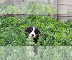Small #15 Bernese Mountain Dog