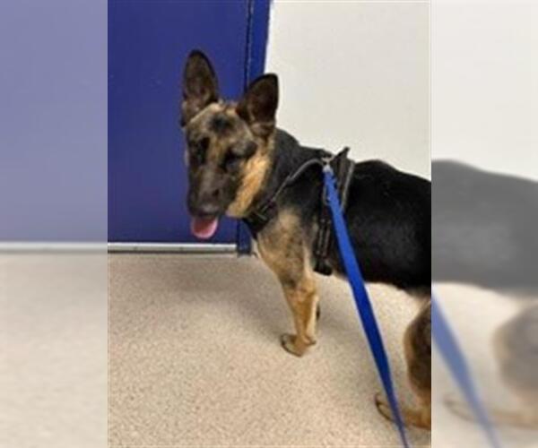 Medium Photo #1 German Shepherd Dog Puppy For Sale in Bakersfield, CA, USA