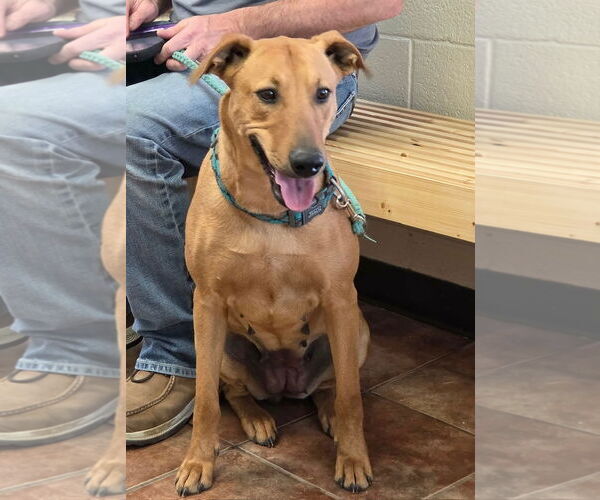 Medium Photo #1 Black Mouth Cur-Rhodesian Ridgeback Mix Puppy For Sale in Amarillo, TX, USA