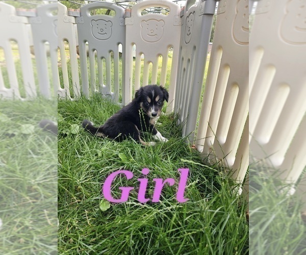 Medium Photo #2 Border Collie Puppy For Sale in ROY, WA, USA