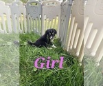 Small Photo #2 Border Collie Puppy For Sale in ROY, WA, USA