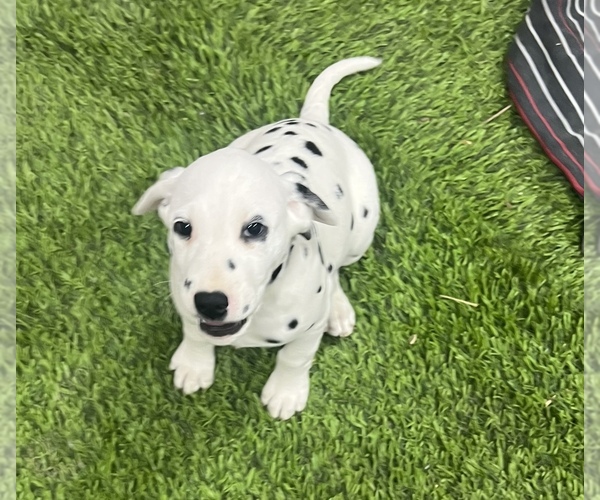 Medium Photo #3 Dalmatian Puppy For Sale in WILLIAMSBURG, OH, USA