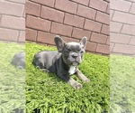 Small Photo #94 French Bulldog Puppy For Sale in CHICAGO, IL, USA