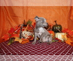 Small Photo #109 Chihuahua Puppy For Sale in CHARLESTON, AR, USA