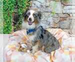 Small #3 Australian Shepherd
