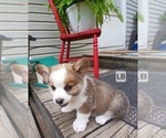 Puppy Jake Teal Pembroke Welsh Corgi