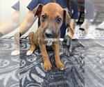 Small German Shepherd Dog Mix