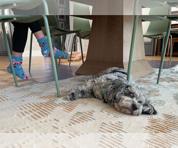 Medium Photo #6 Shih Tzu-Unknown Mix Puppy For Sale in Arlington, VA, USA