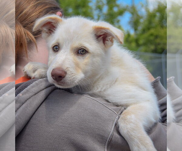 Medium Photo #5 Great Pyrenees-Unknown Mix Puppy For Sale in Huntley, IL, USA