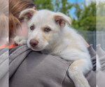 Small #4 Great Pyrenees Mix
