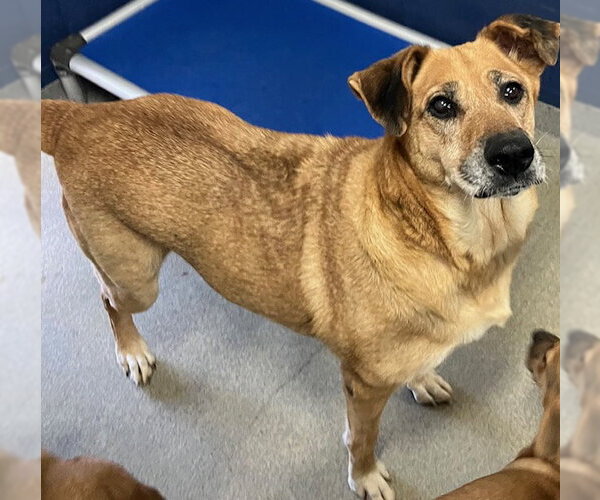 Medium Photo #1 Mutt Puppy For Sale in Sterling, MA, USA