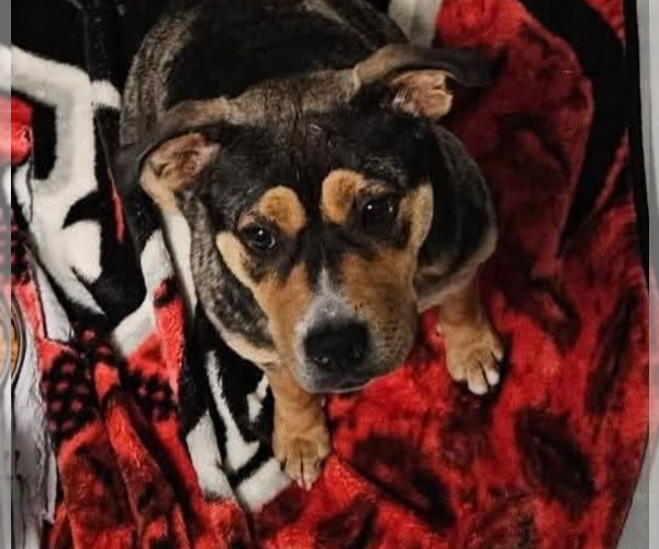 Medium Photo #2 Labrador Retriever-Unknown Mix Puppy For Sale in garner, NC, USA