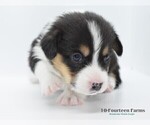 Small Photo #5 Pembroke Welsh Corgi Puppy For Sale in BURTRUM, MN, USA