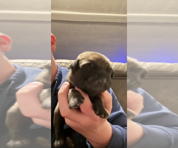 Medium Photo #1 Mastiff Puppy For Sale in SEARCY, AR, USA