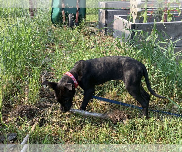 Medium Photo #6 Mutt Puppy For Sale in Buffalo, MN, USA