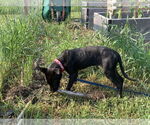 Small #5 Mutt