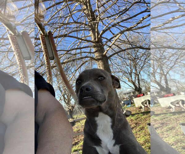 Medium Photo #2 American Pit Bull Terrier-Dachshund Mix Puppy For Sale in Thorndale, TX, USA