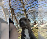 Small #1 American Pit Bull Terrier-Dachshund Mix