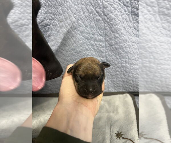 Medium Photo #4 Mutt Puppy For Sale in Imlay City, MI, USA