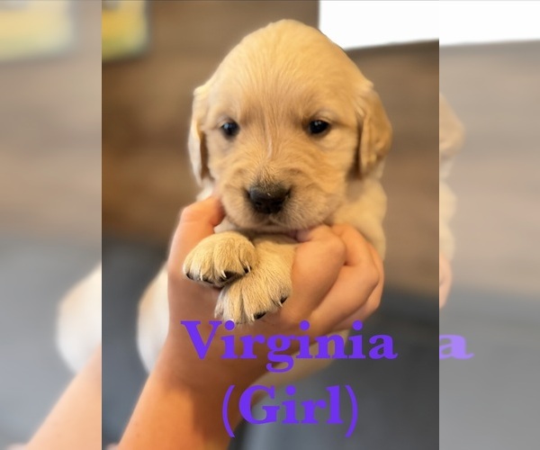 Medium Photo #13 Golden Retriever Puppy For Sale in NORTHPORT, WA, USA