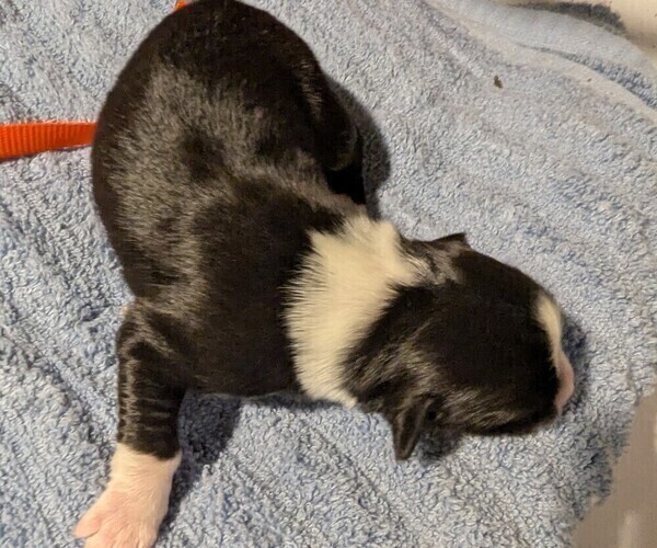 Medium Photo #22 Australian Shepherd Puppy For Sale in SYLVA, NC, USA