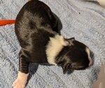 Small Photo #22 Australian Shepherd Puppy For Sale in SYLVA, NC, USA