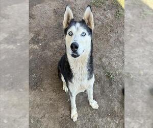 LASKA - Female Siberian Husky Dog for Adoption - Photo #2