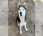 Small Photo #2 Siberian Husky Puppy For Sale in Riverside, CA, USA
