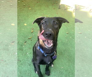 Shollie Dogs for adoption in Campbell, CA, USA