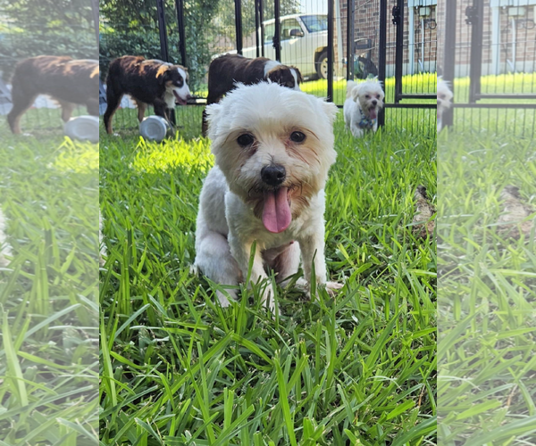 Medium Photo #1 Maltese Puppy For Sale in Dumont, NJ, USA