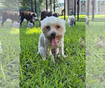 Small Maltese