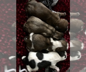 Shih Tzu Puppy for sale in HAYWARD, CA, USA