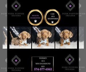 Dachshund Puppy for sale in WARSAW, IN, USA