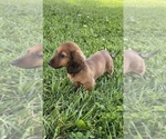 Small Photo #6 Dachshund Puppy For Sale in CANOGA, NY, USA