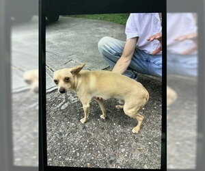 Mason (GA) - Male Chihuahua-Unknown Mix Dog for Adoption - Photo #4