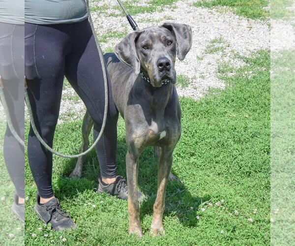 Medium Photo #3 Great Dane Puppy For Sale in Huntley, IL, USA