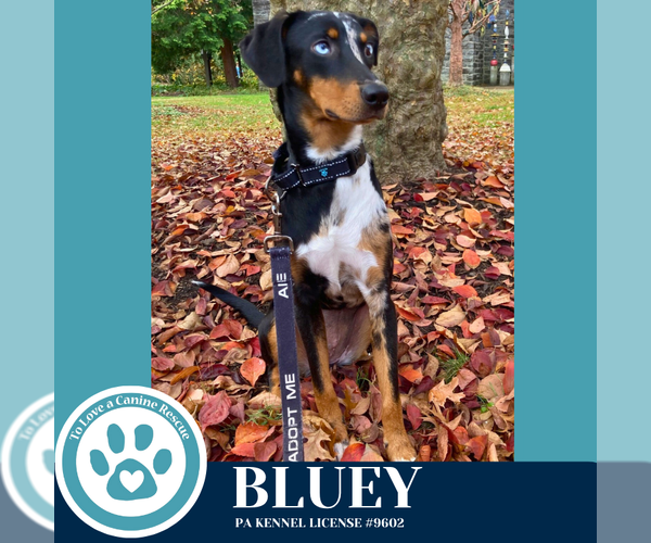 Medium Photo #7 Mutt Puppy For Sale in Kimberton, PA, USA