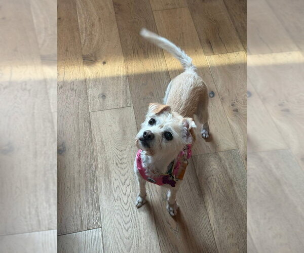 Medium Photo #7 Mutt Puppy For Sale in Mundelein, IL, USA