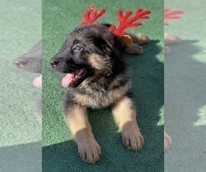 Medium German Shepherd Dog