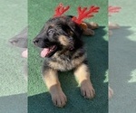 Puppy Mrs Pink German Shepherd Dog