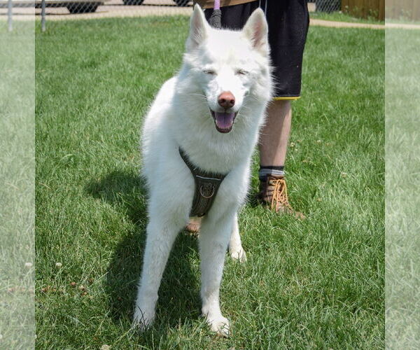 Medium Photo #4 Huskies -Unknown Mix Puppy For Sale in Huntley, IL, USA