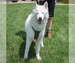 Small #3 Huskies  Mix